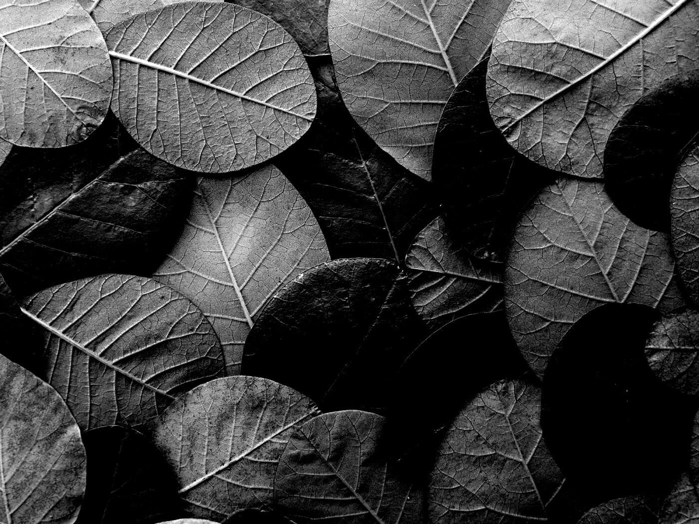 Лиственный узор обои