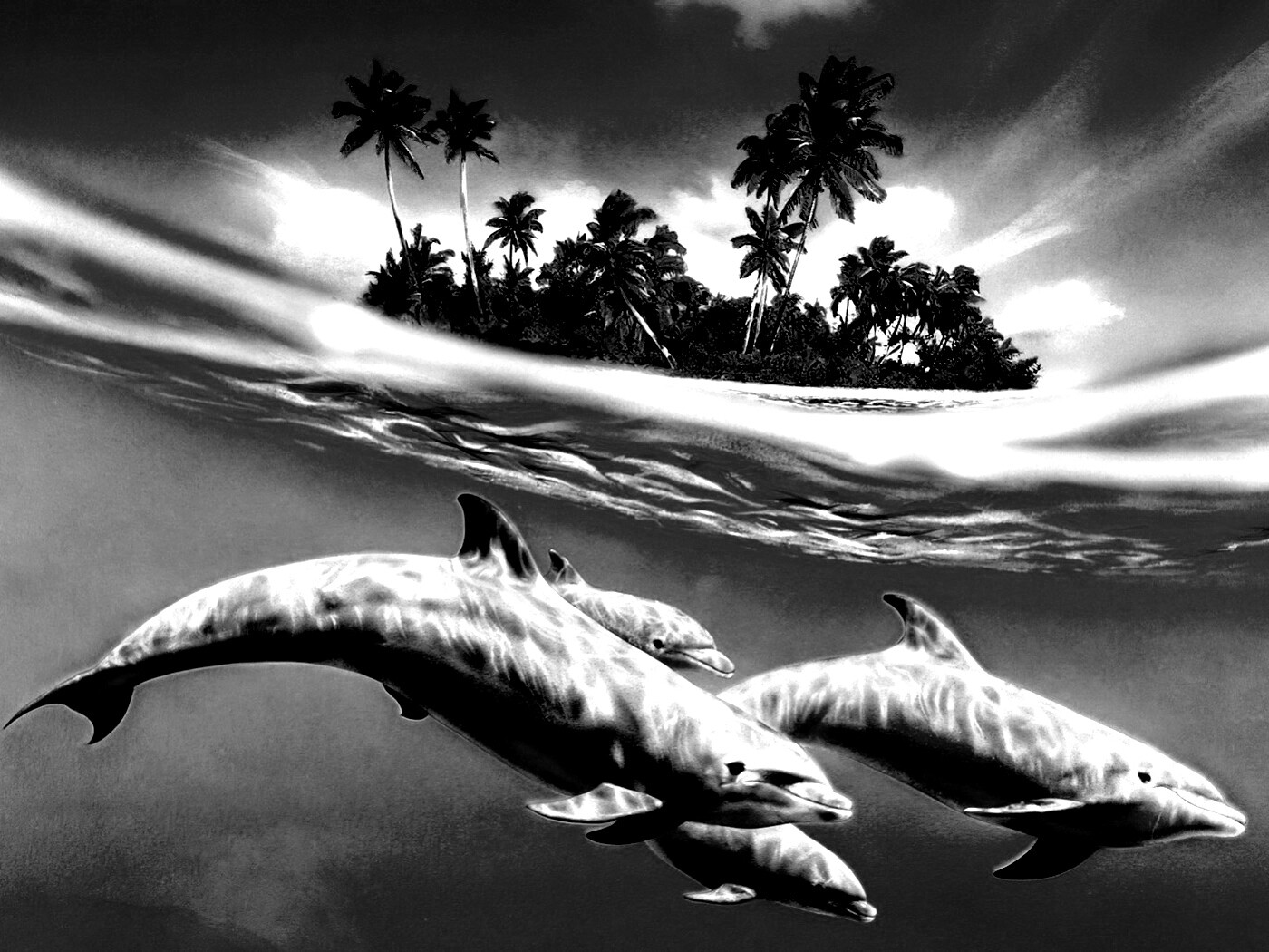 Остров дельфинов обои