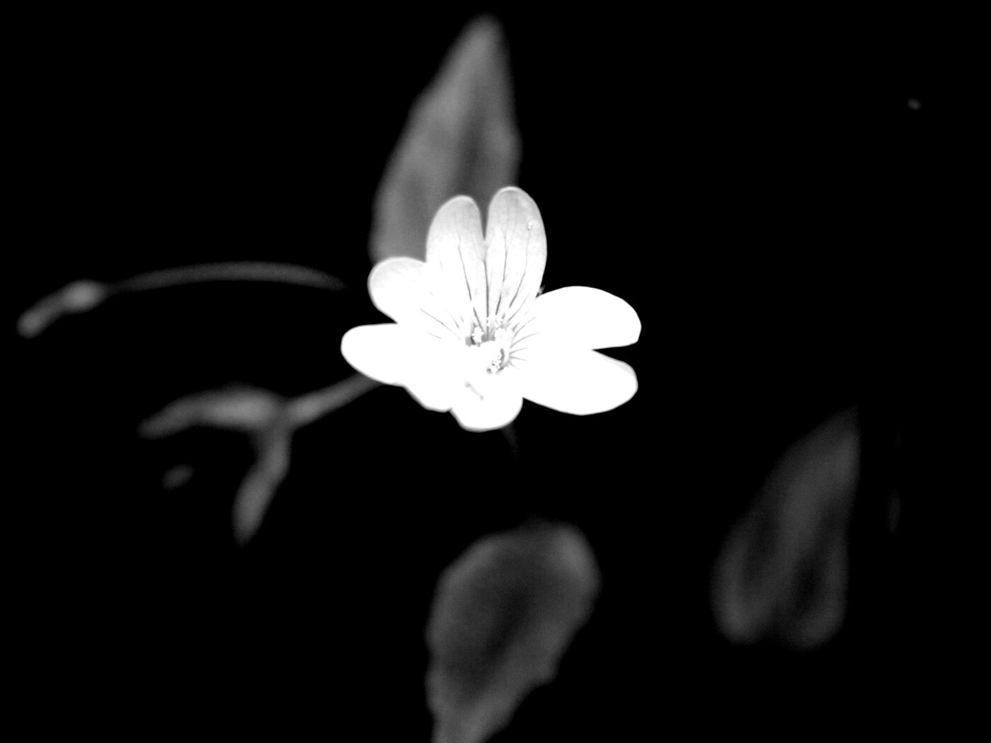 Маленький цветок в макро обои