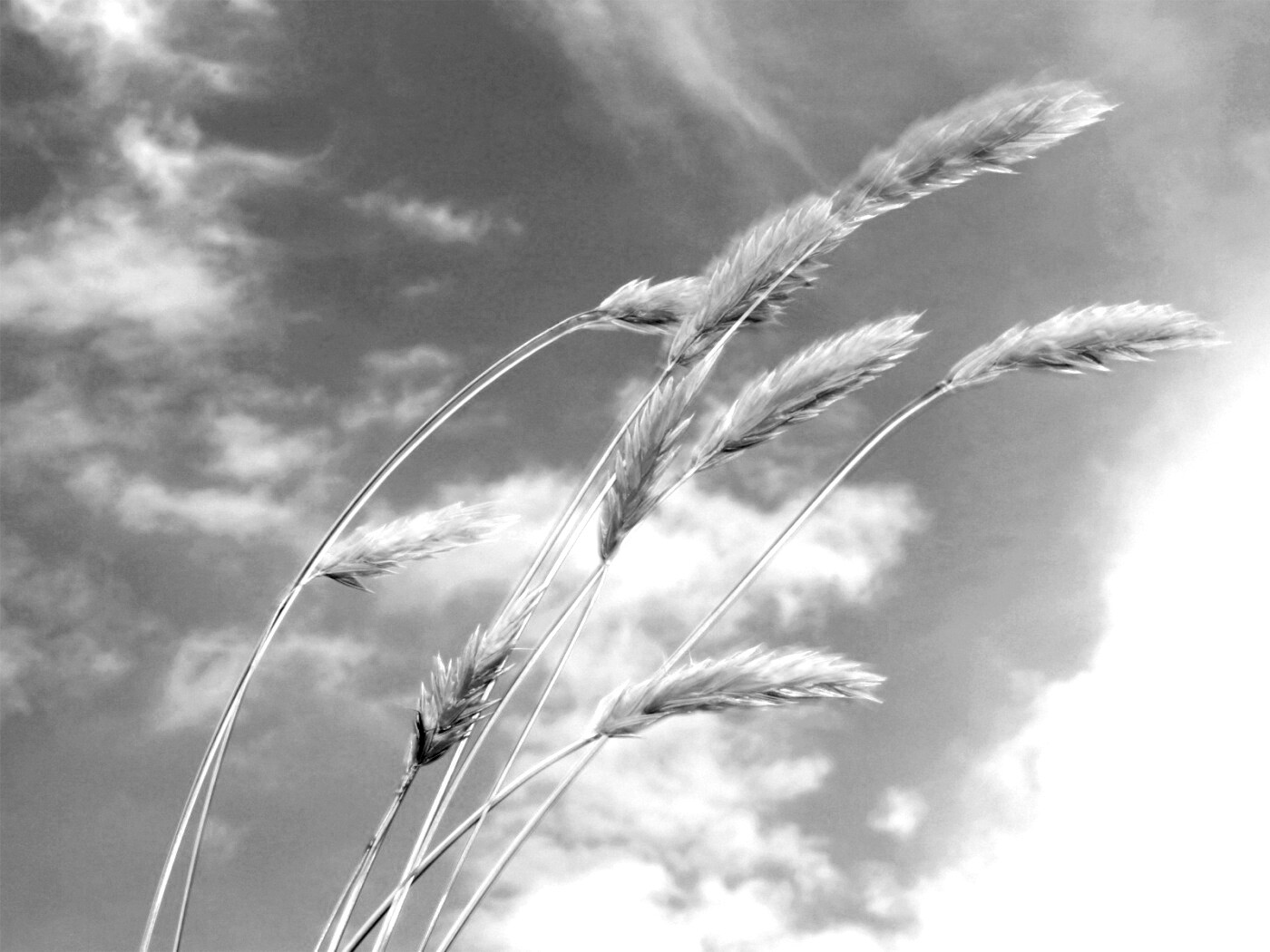 Колосья обои