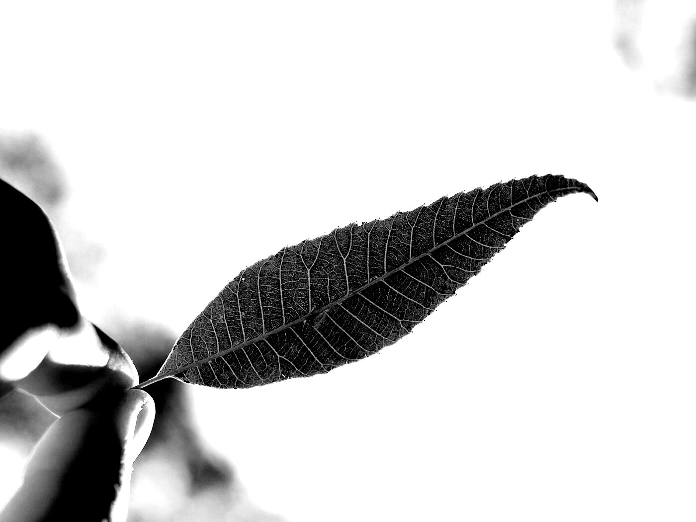 Листик в пальцах обои