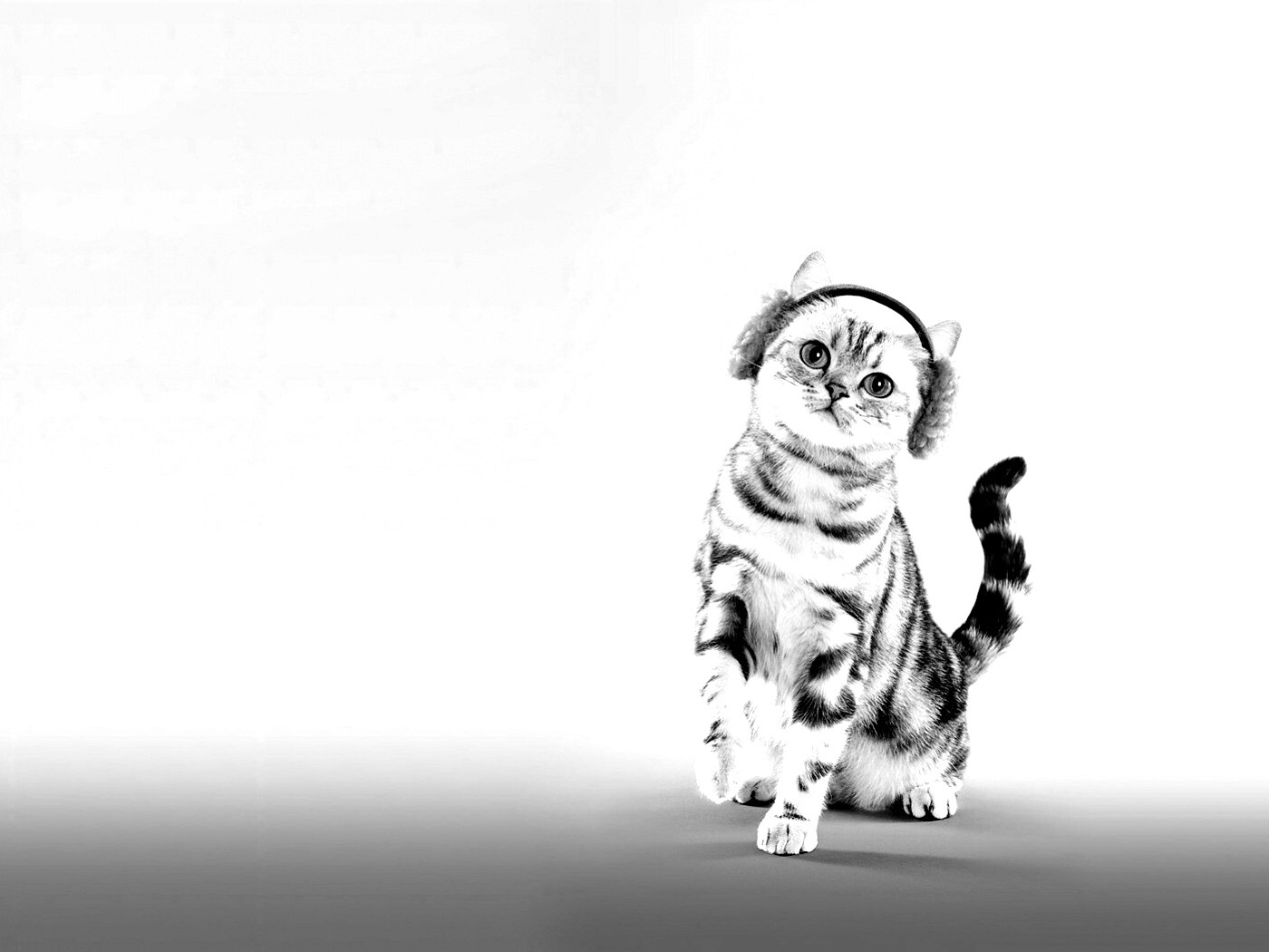 Кот в зеленых наушниках обои