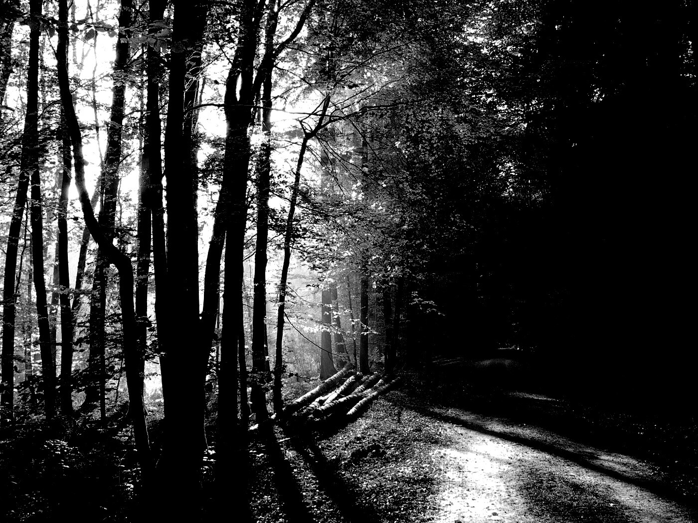 Дорога вдоль просеки в осеннем лесу обои