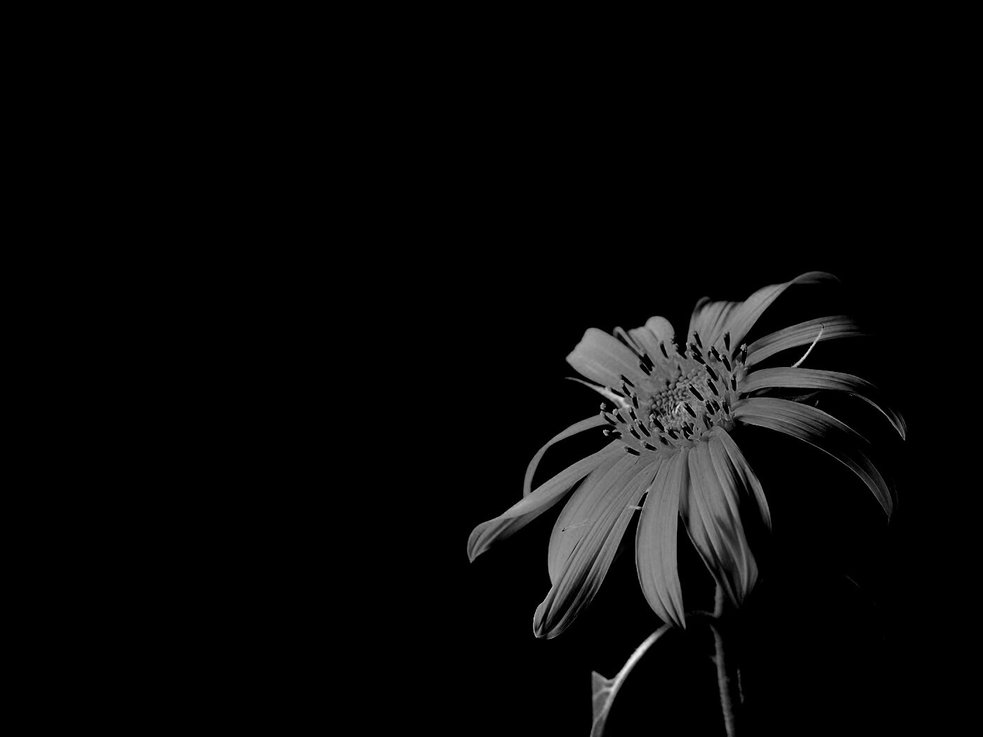 Жёлтый цветок на чёрном фоне обои