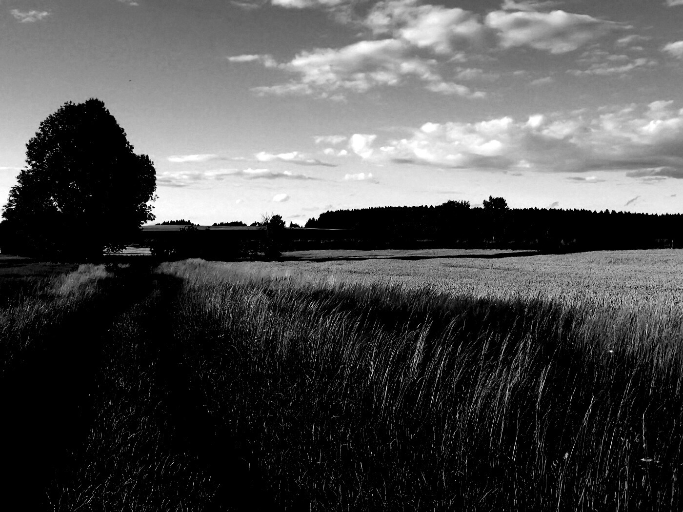 Колея в поле обои