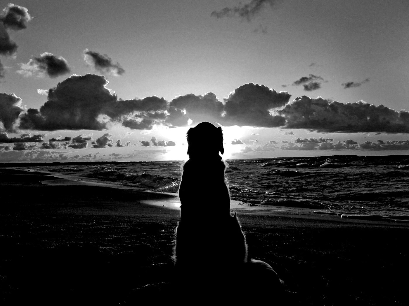 Собака наблюдающая закат на пляже обои