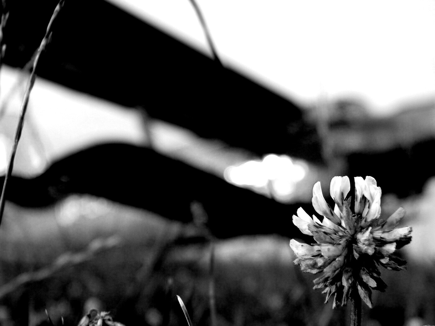 Цветок и красный самолет обои