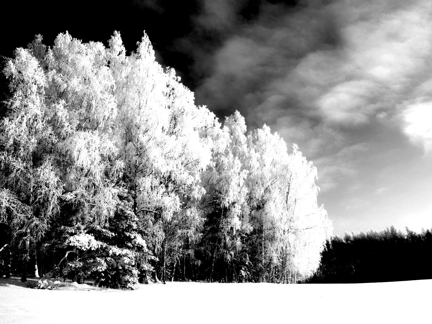 Заснеженные деревья обои