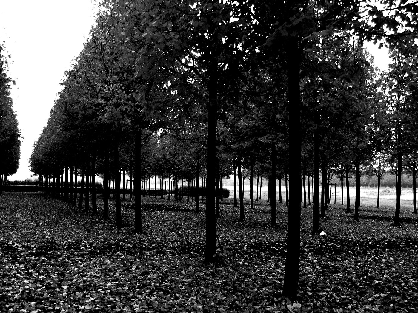 Скачать бесплатно осень обои