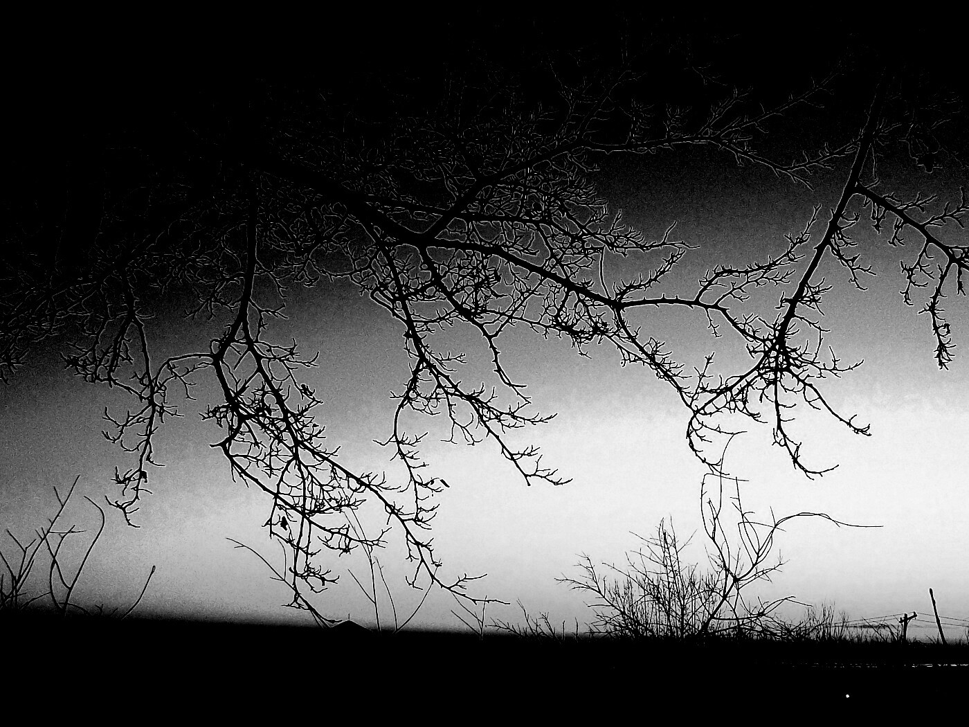 Закат сквозь ветки деревьев обои