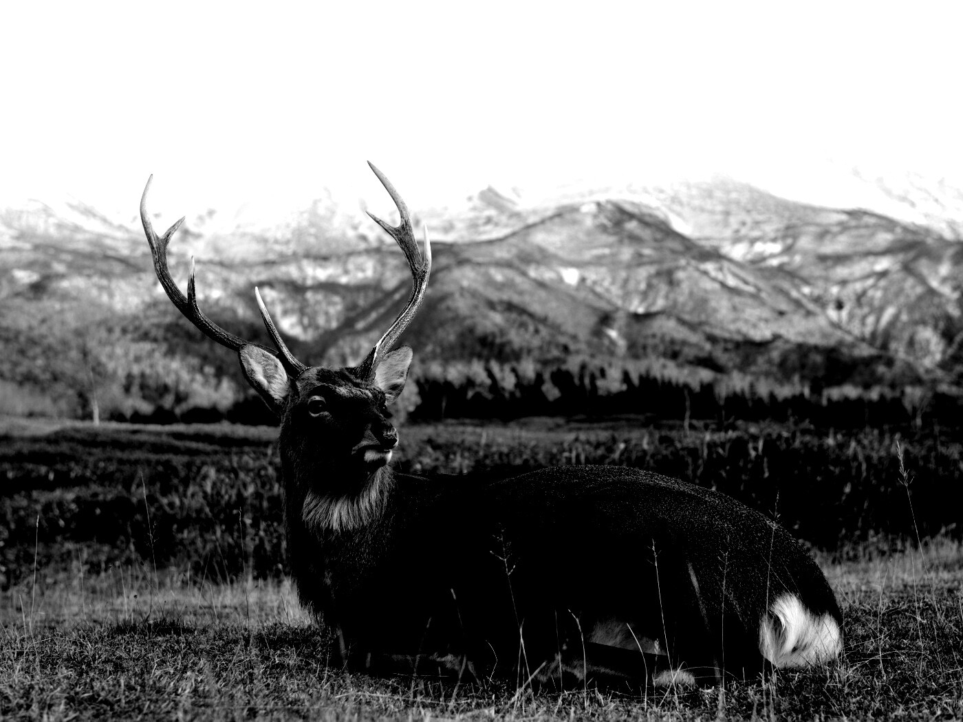 Олень отдыхает в предгорьях обои