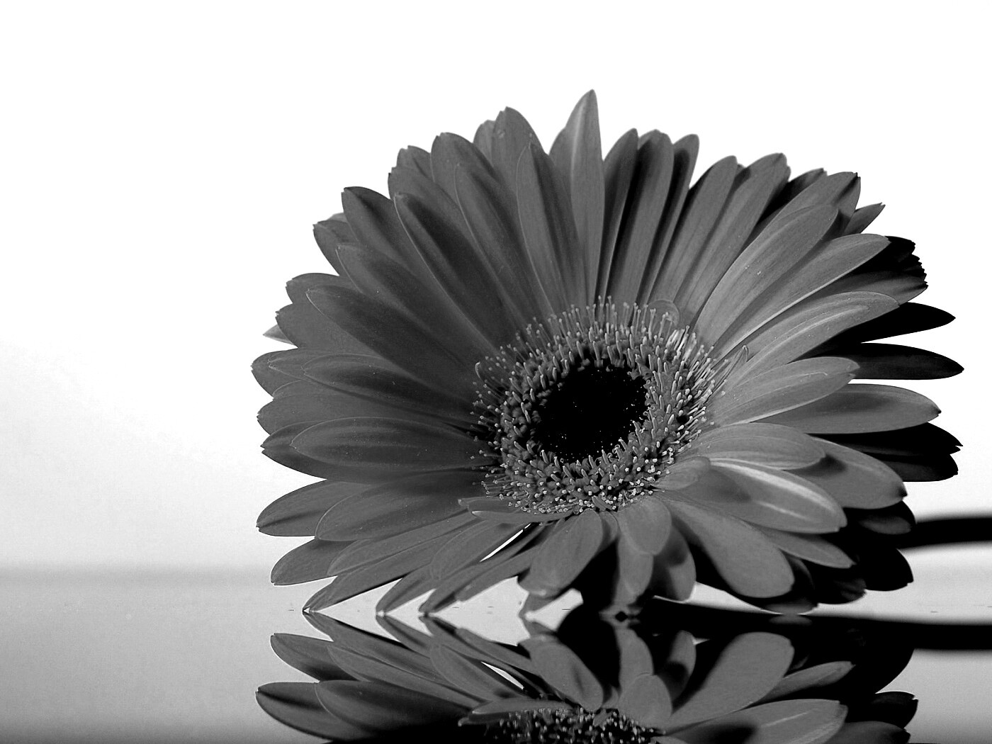 Гербер на стекле обои