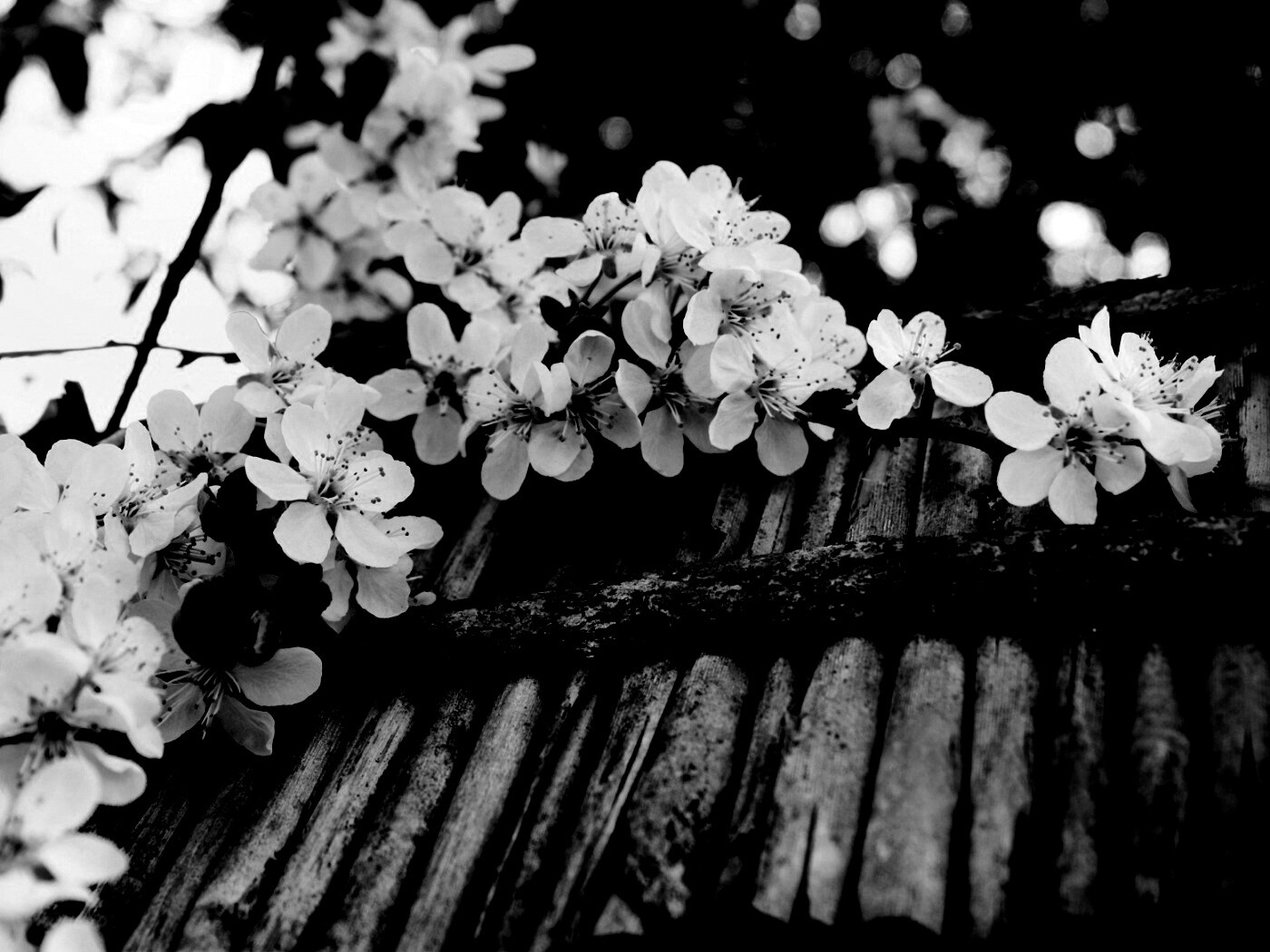 Веточка цветущей вишни обои