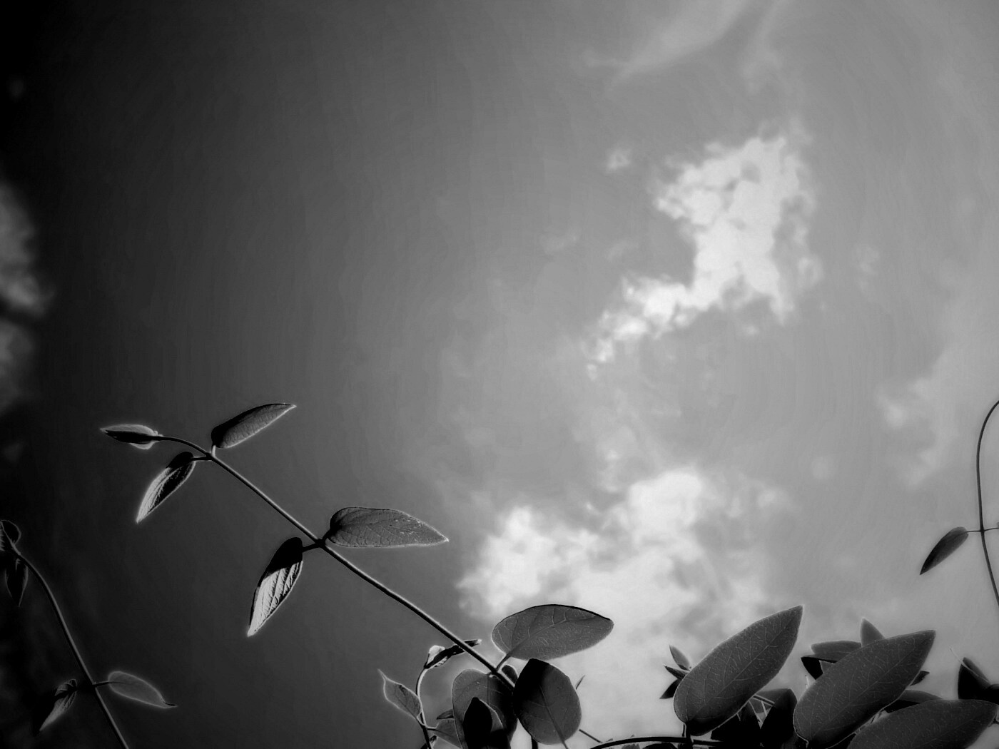 Веточки на фоне неба обои