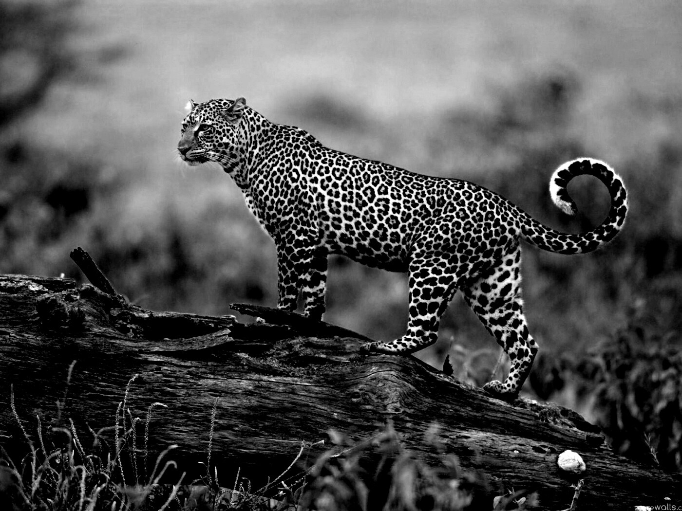 Леопард на природе обои