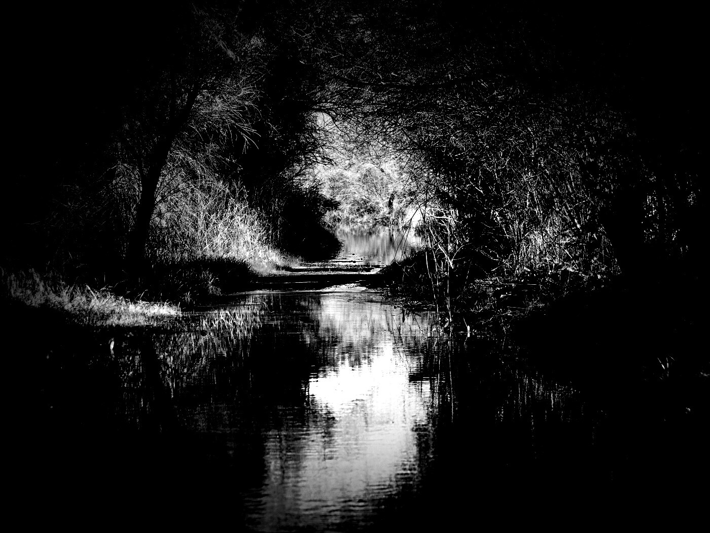 Лесная заросшая река обои