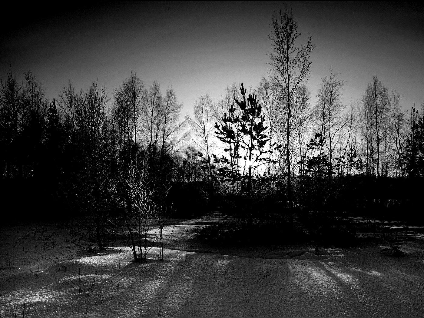 Зимний лес обои