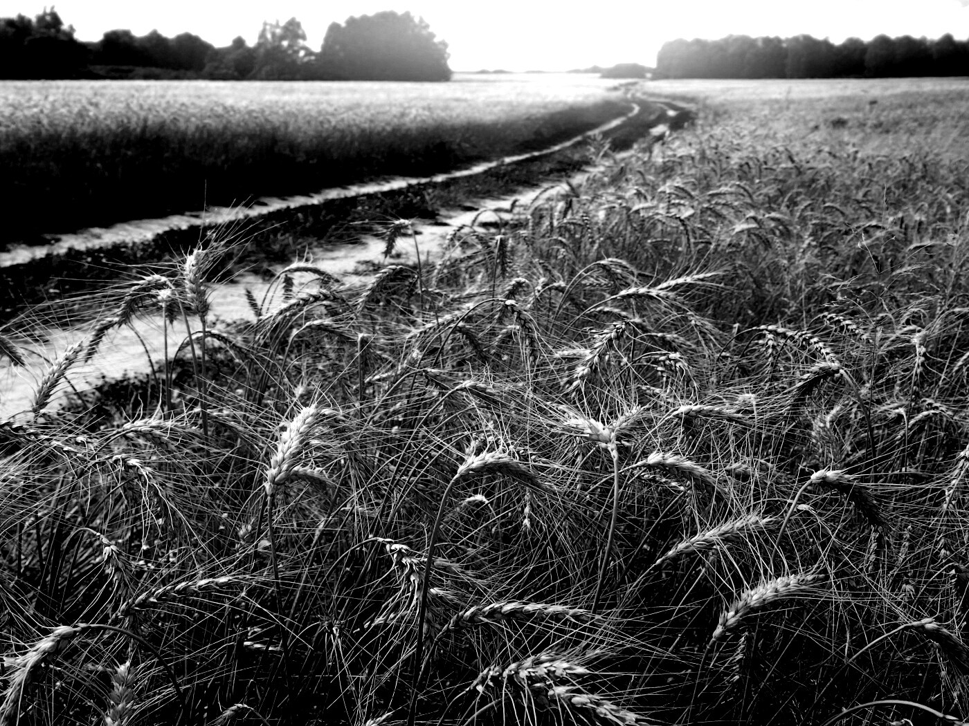 Речка среди поля обои