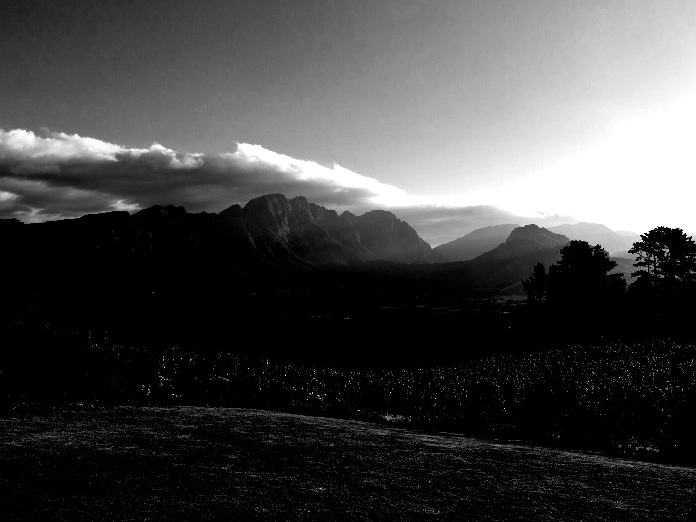 Виноградники в Африке обои