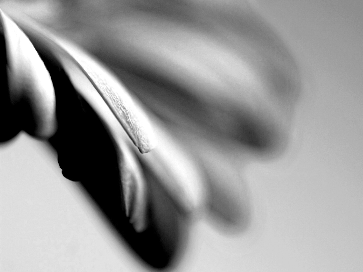 Лепестки цветка в макро обои