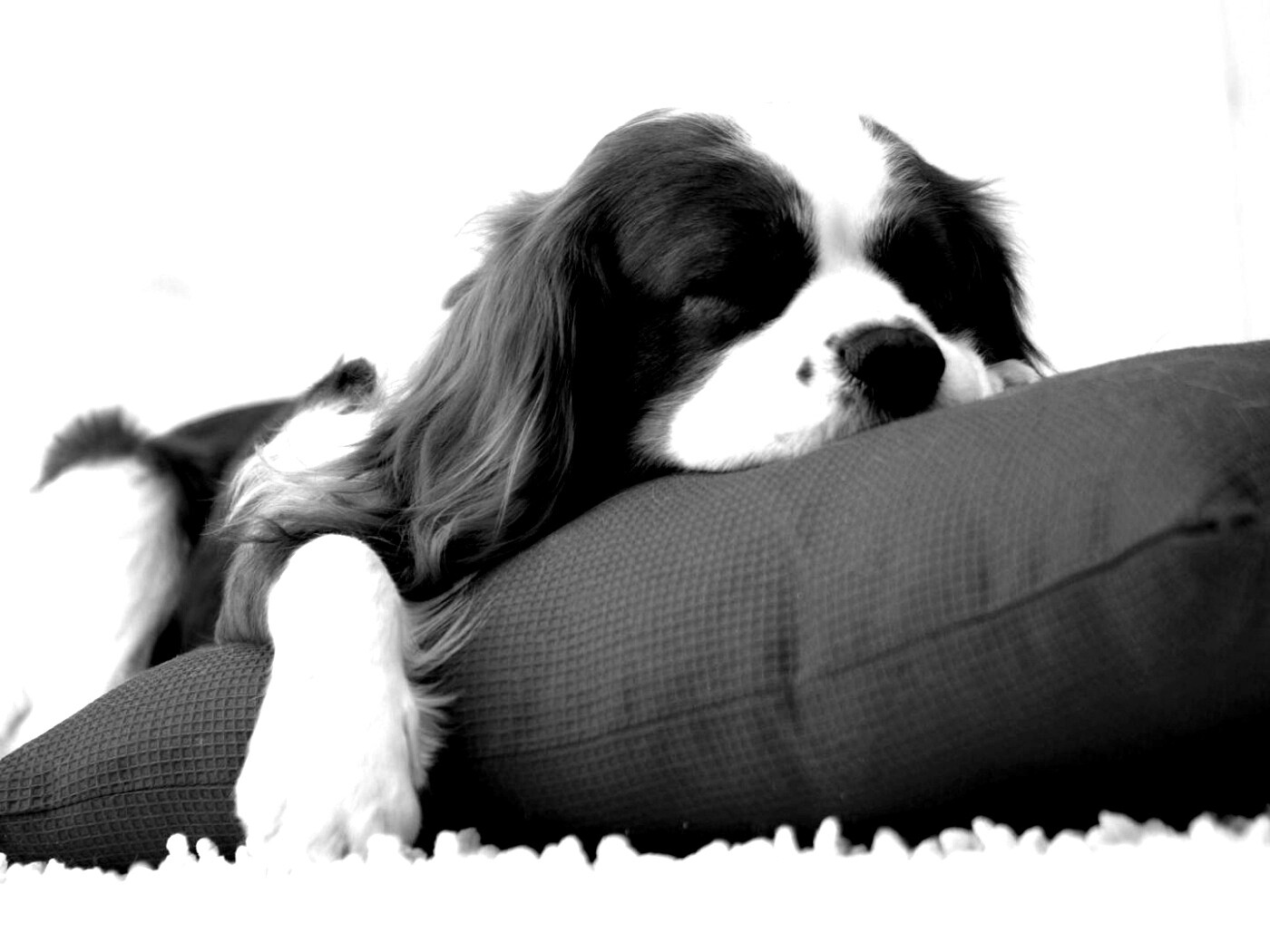 Спящий щенок на красной подушке обои