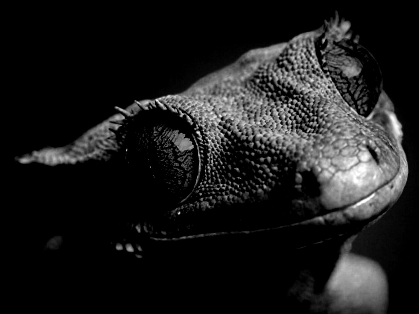 Ящерка обои