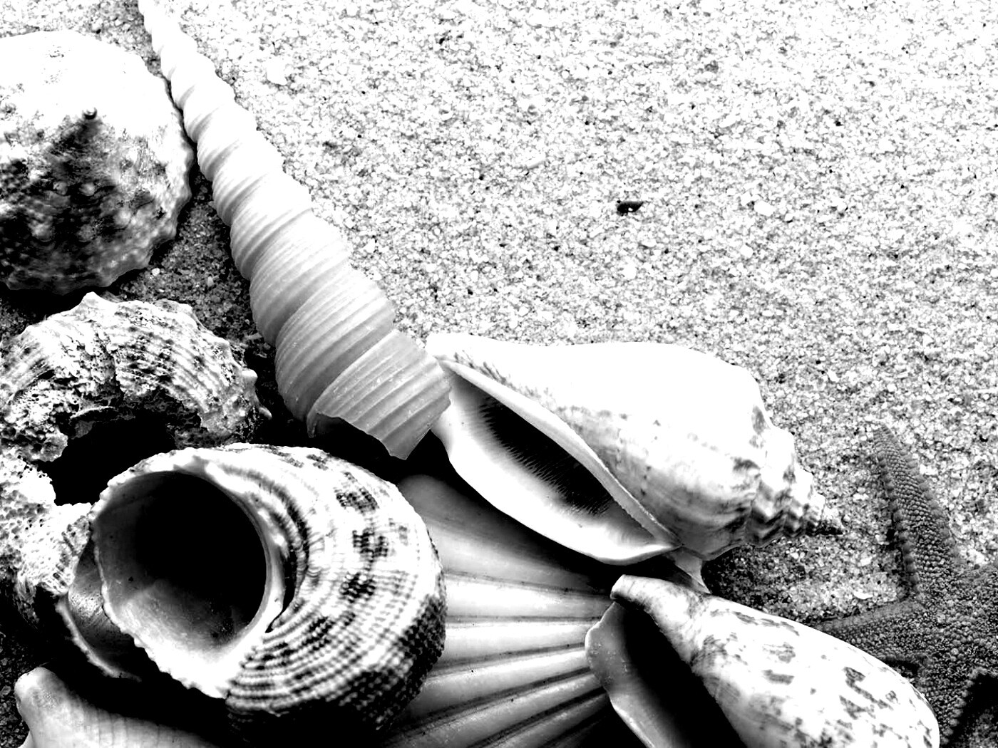 Морские раковины и звезды обои