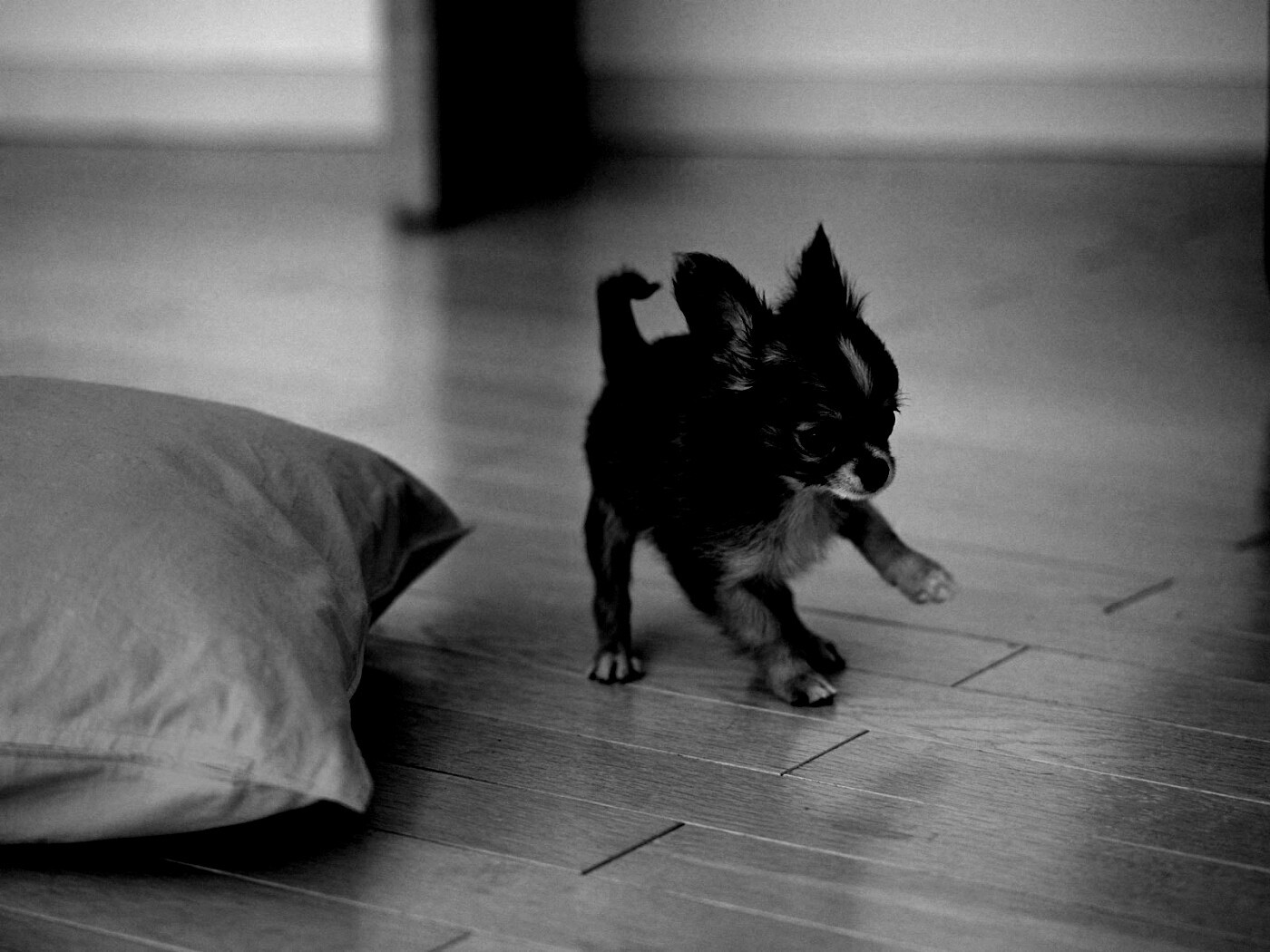 Щёнок той терьера обои