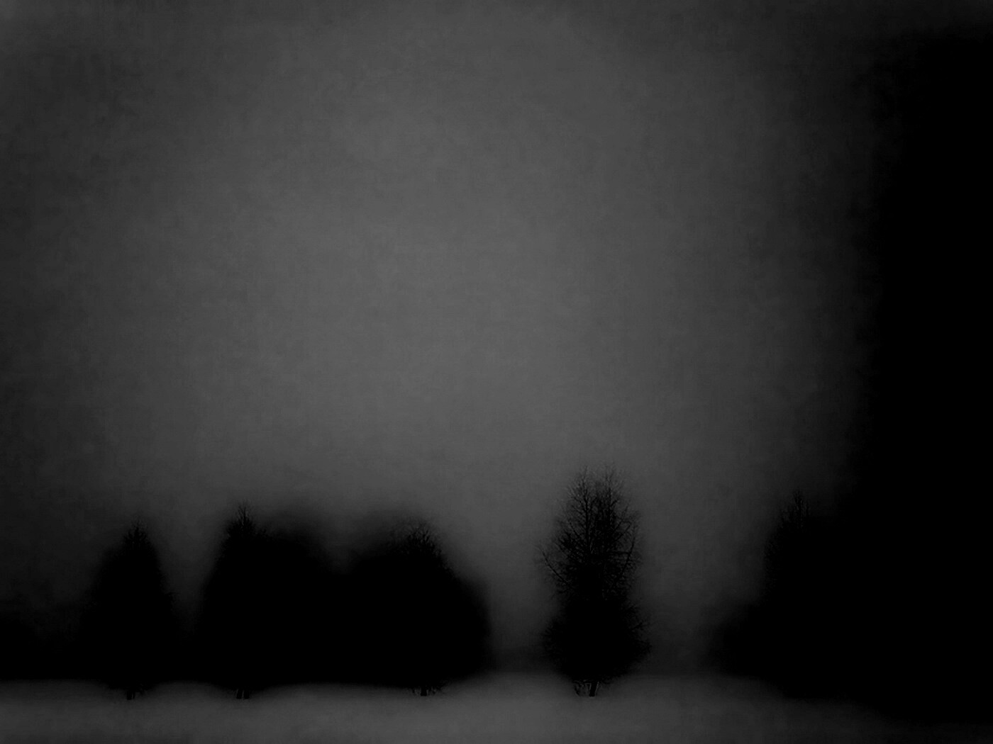 Деревья в тумане обои