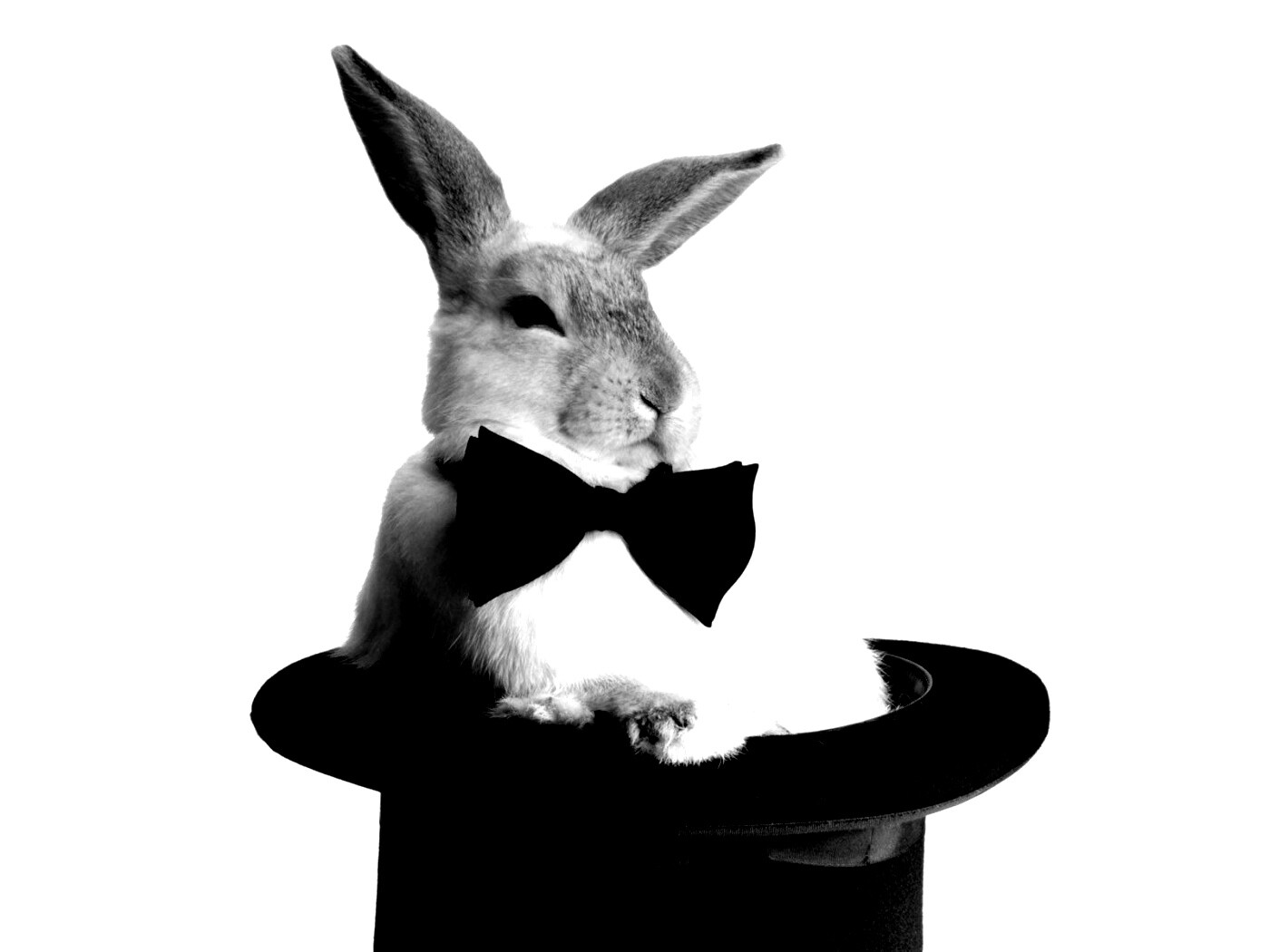 Кролик в цилиндре фокусника обои