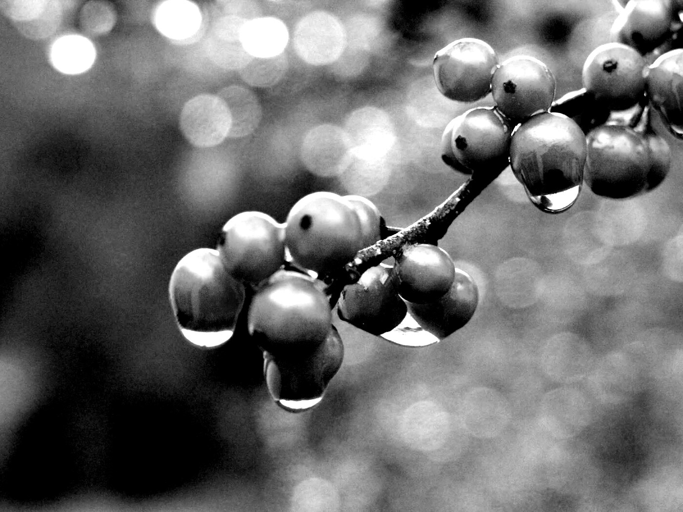 Капли росы на ягодах рябины обои