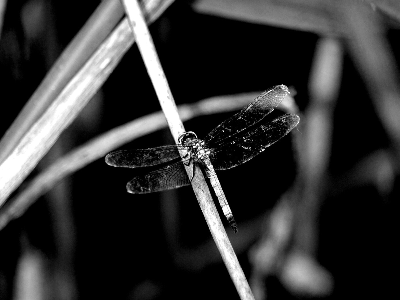 Стрекоза на тарвинке обои