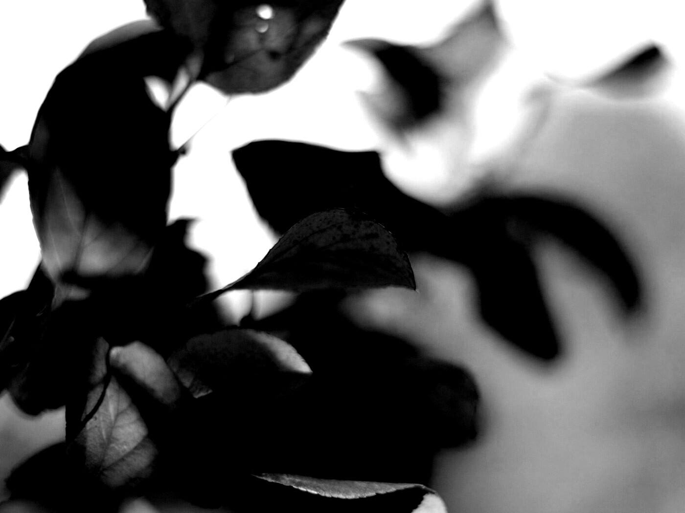 Увядающие листья обои