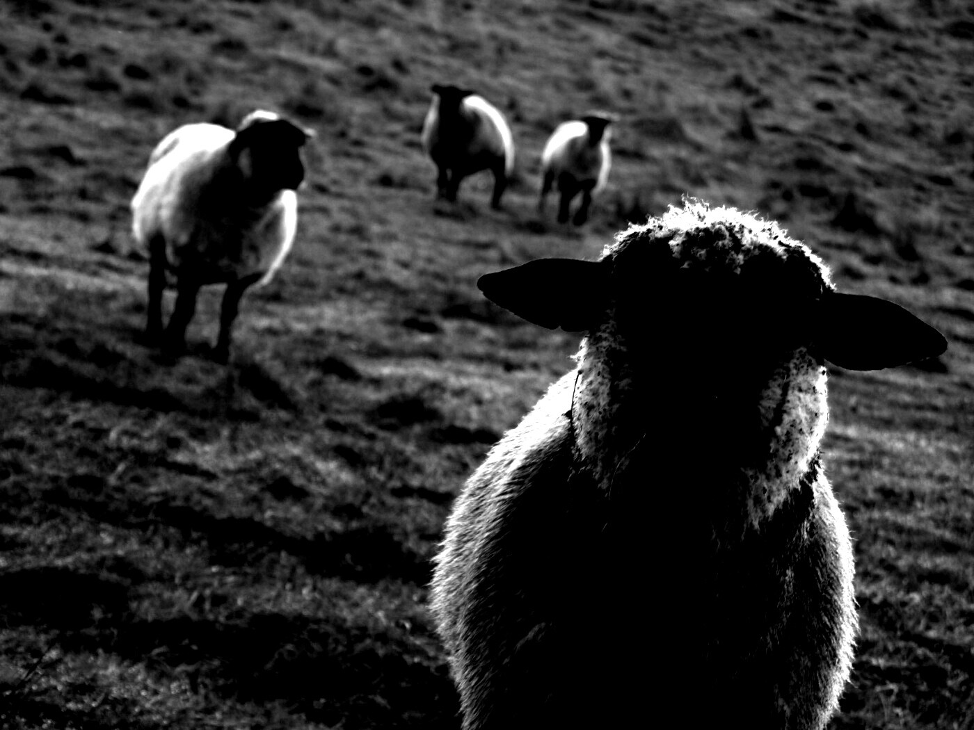 Овцы на пастбище обои