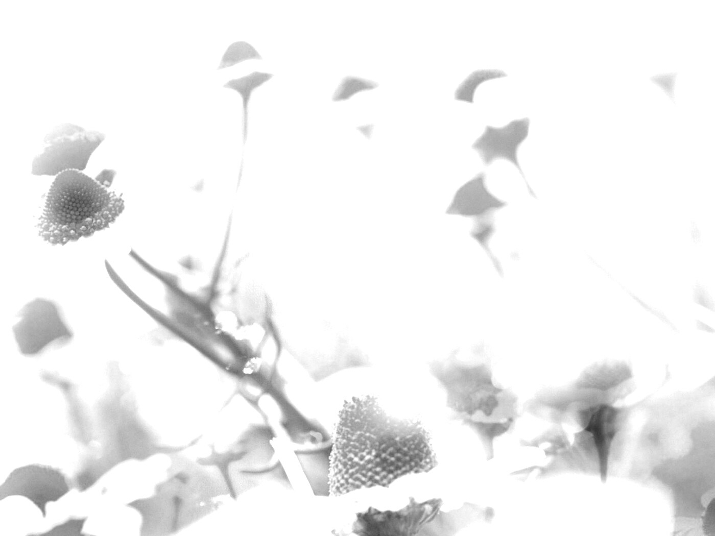 Летние цветы в лучах света обои