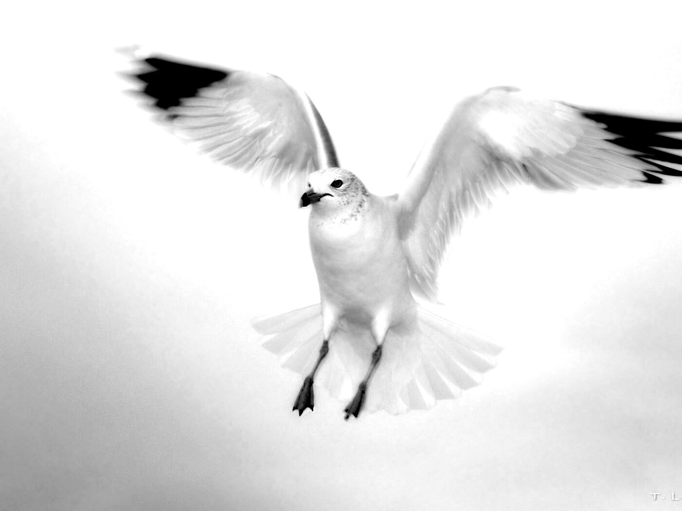 Гордая белая птица обои