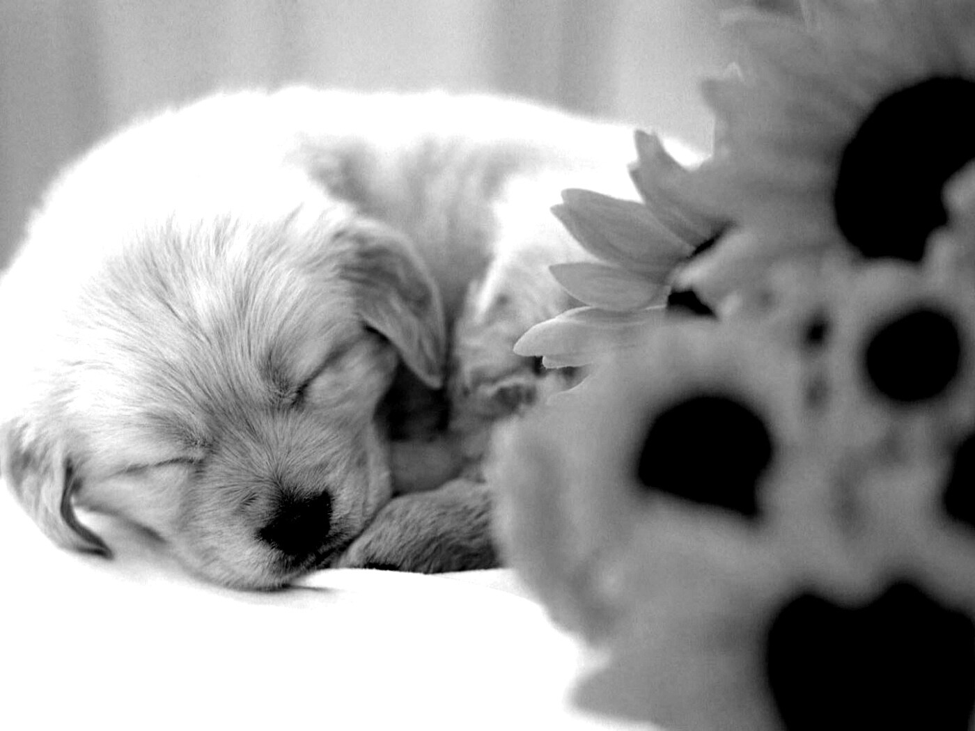 Спящий щенок обои