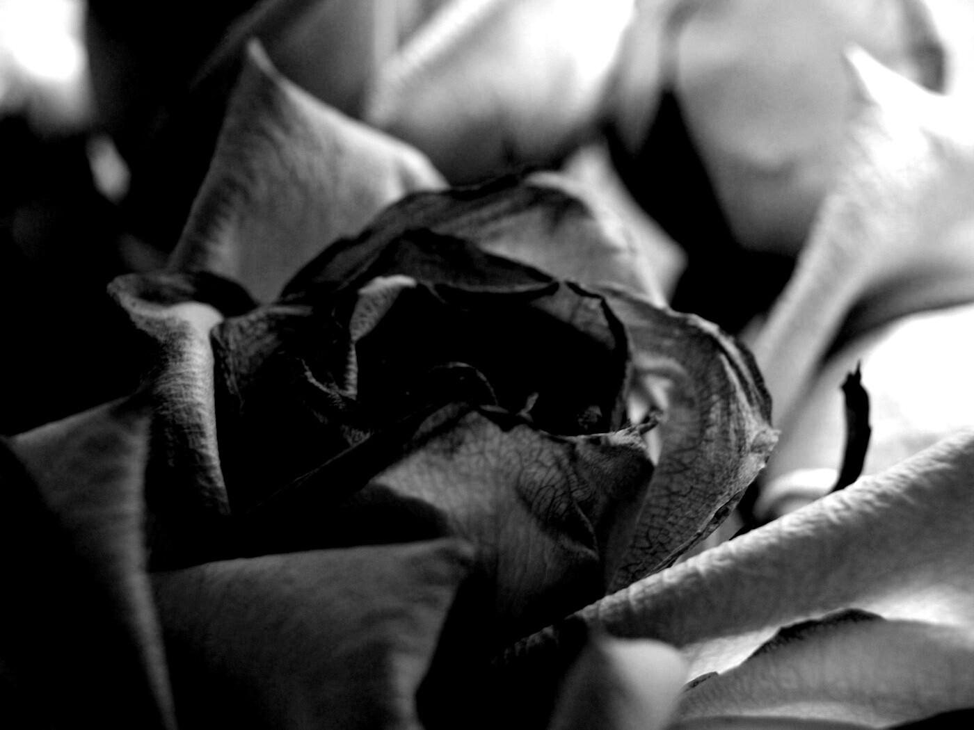 Увядающая роза обои