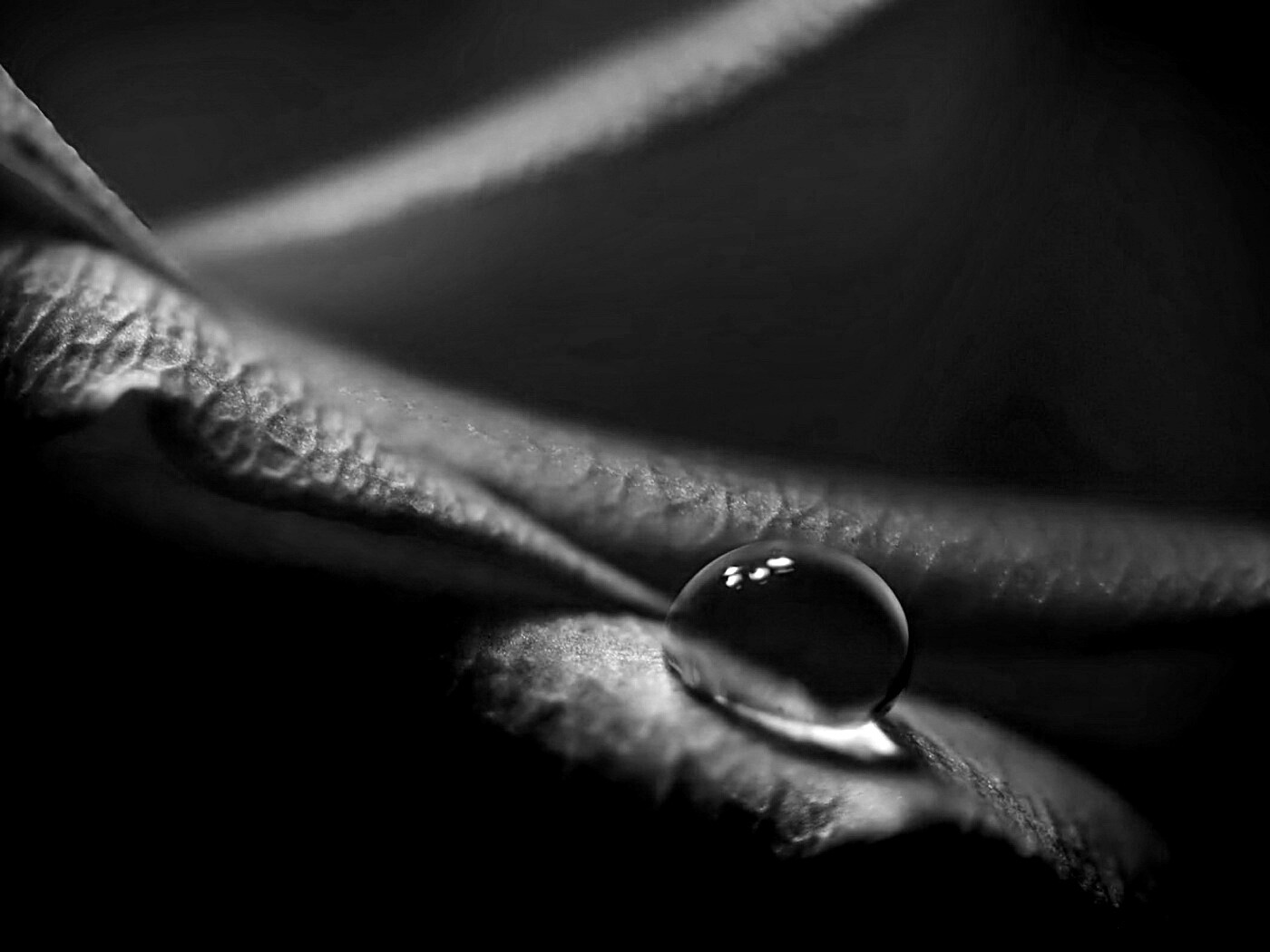 Капелька обои