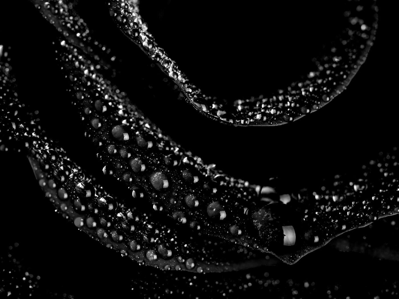 Роза в каплях обои