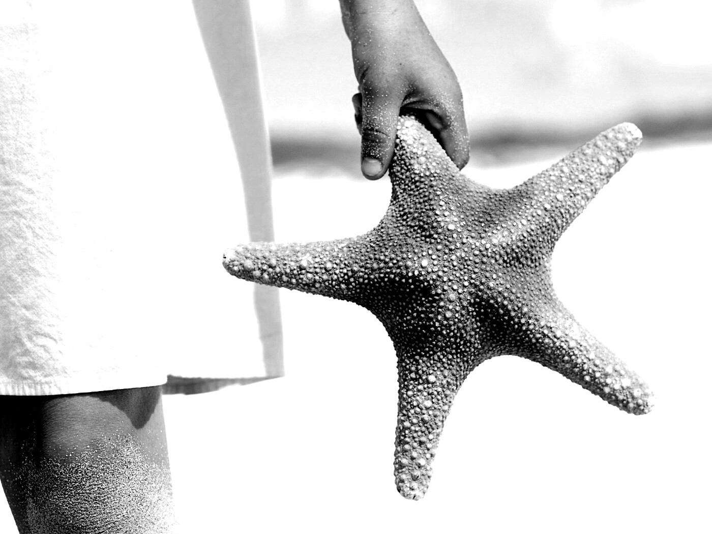 Морская звезда в руке обои