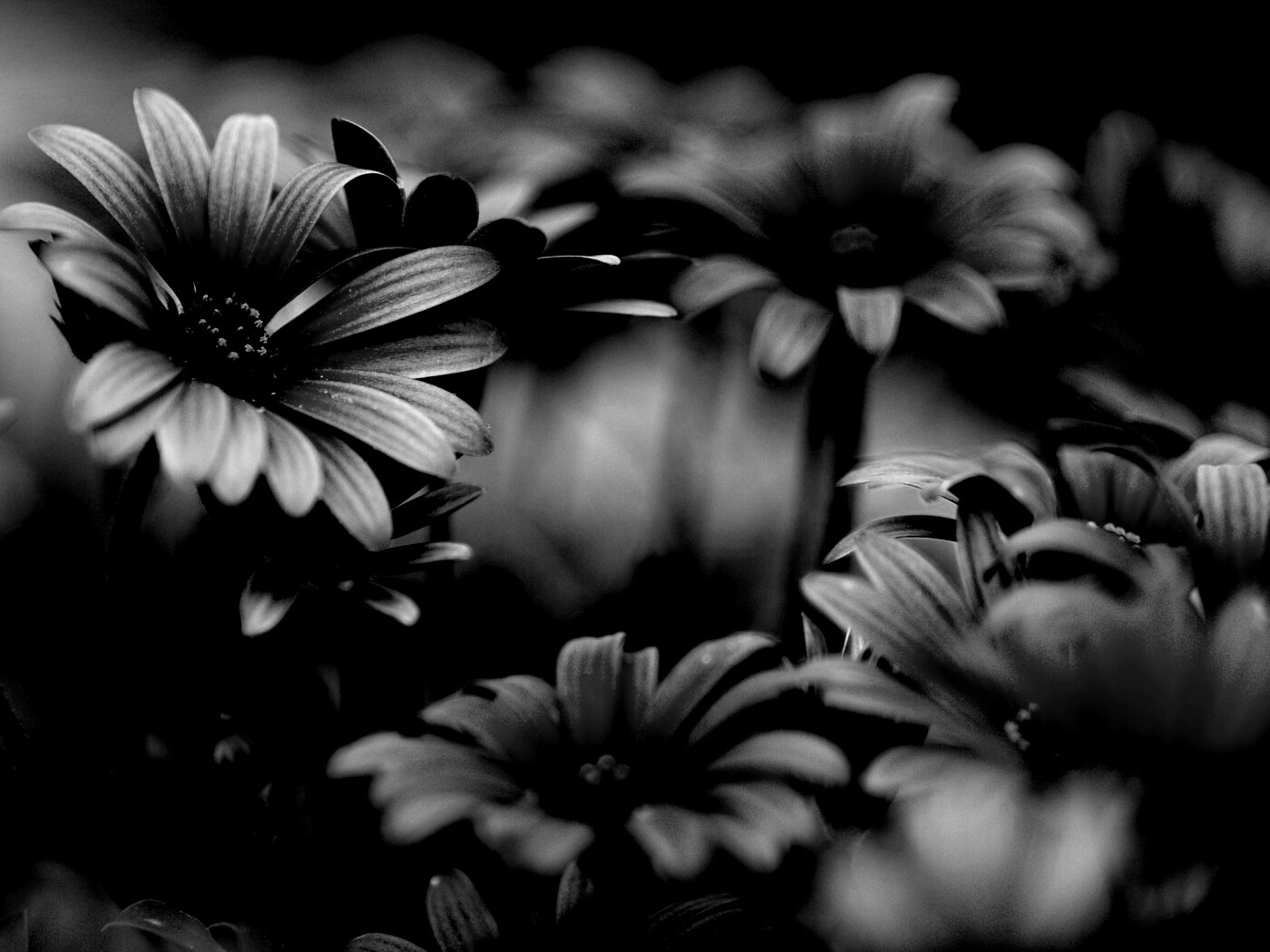 Яркие фиолетовые цветы обои