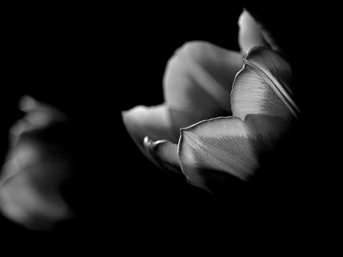 Тюльпаны в темноте обои