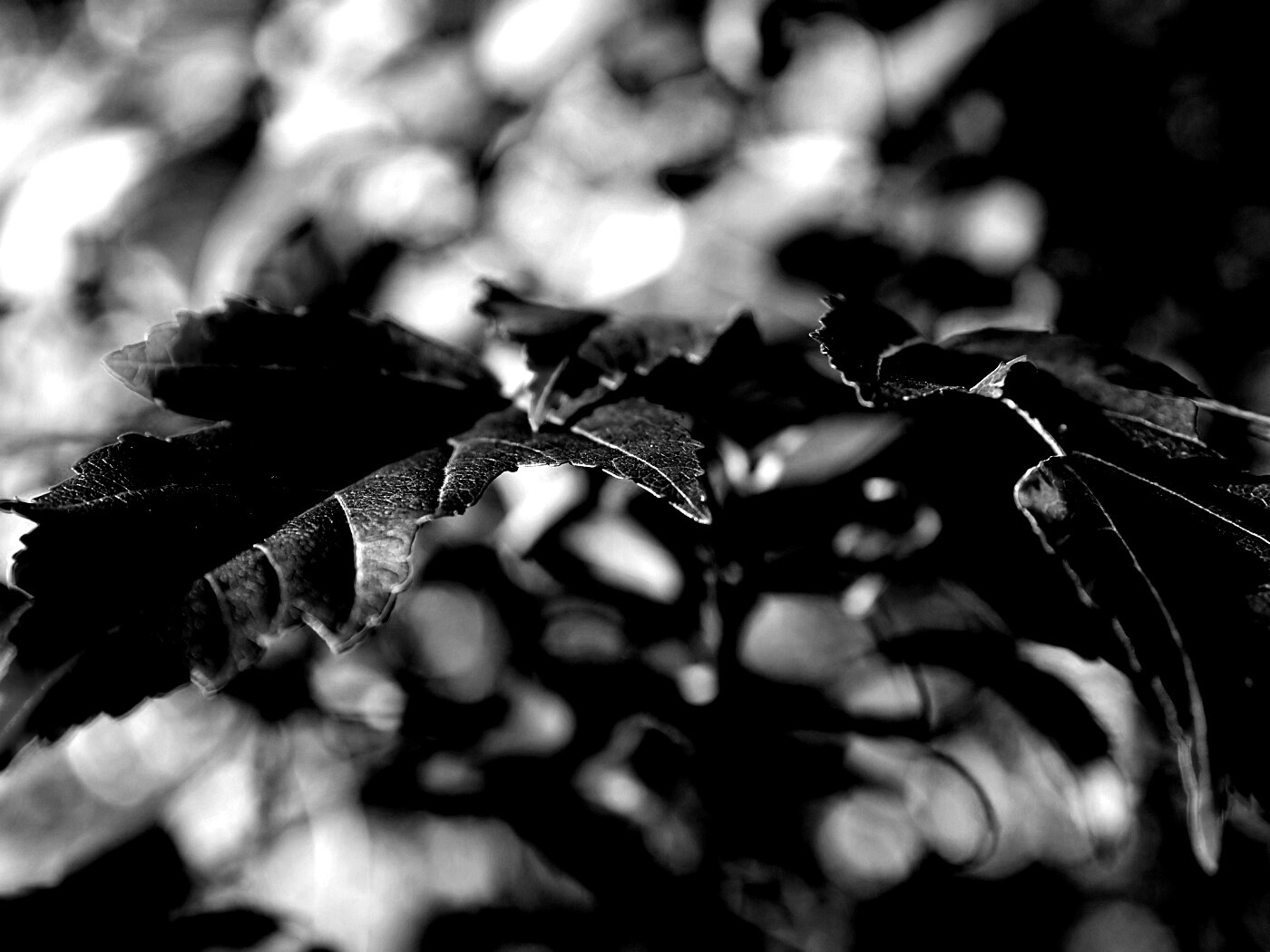 Красивые осенние листья в баговых цветах обои