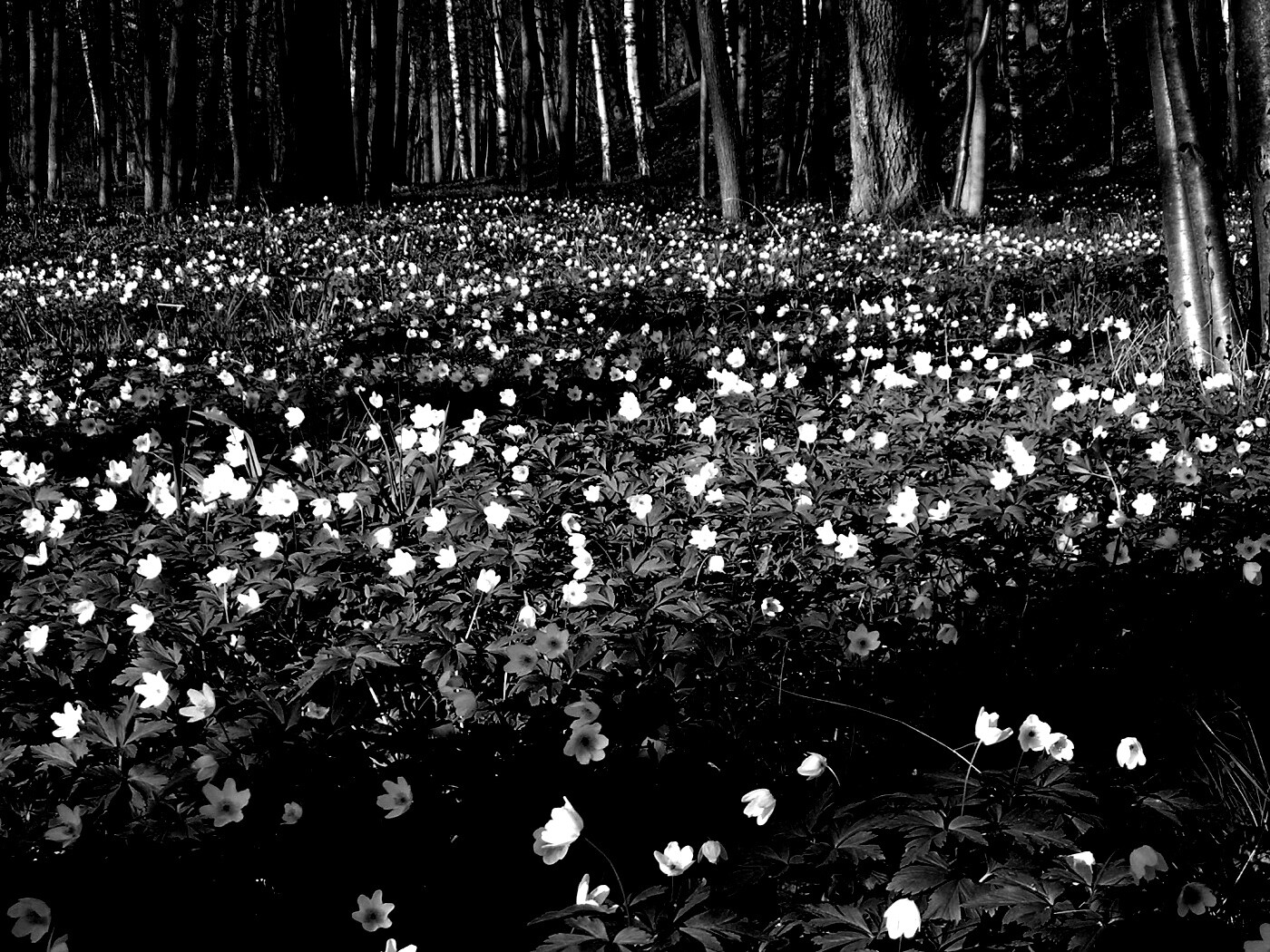 Поляна весенних цветов обои