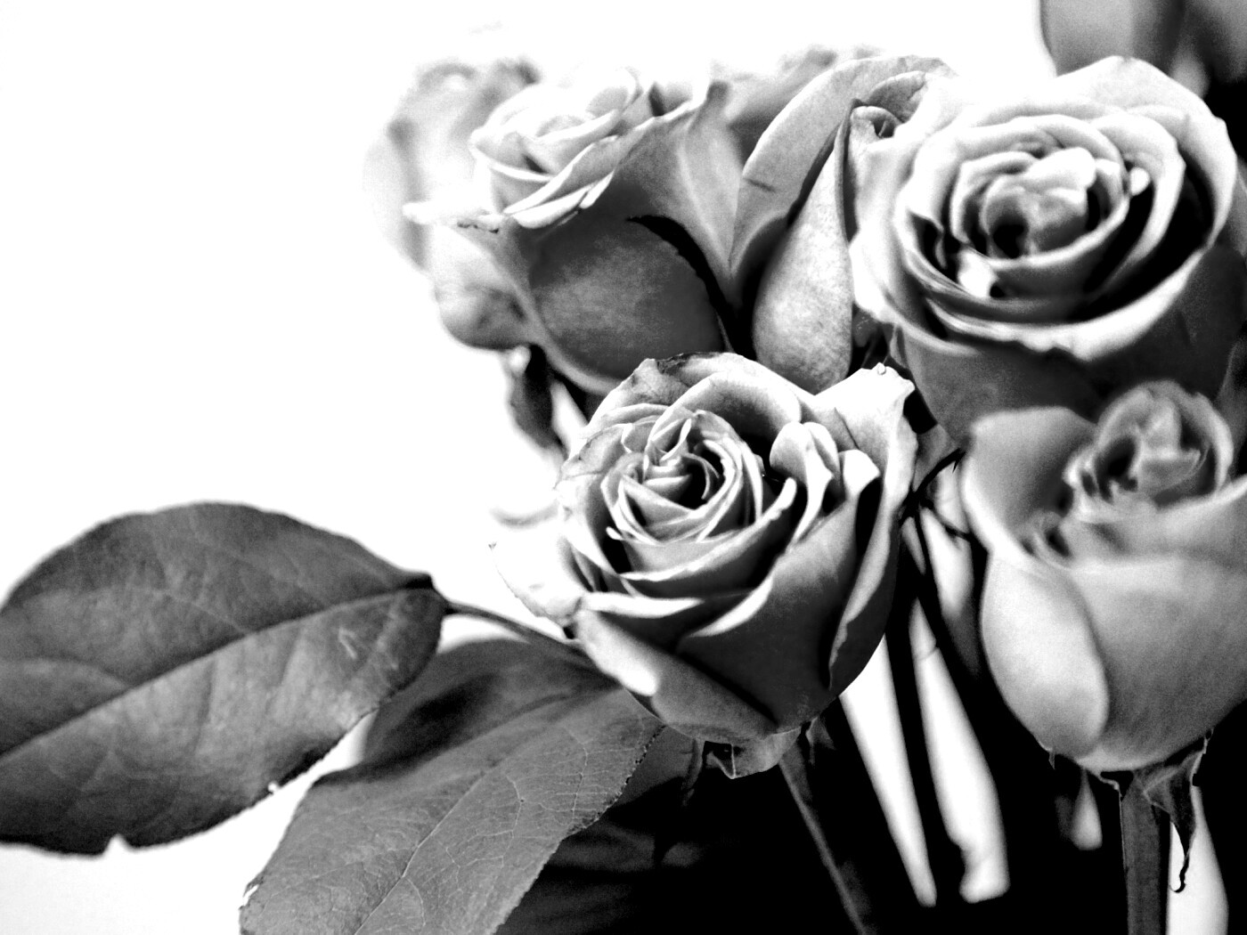 Букет розовых роз обои