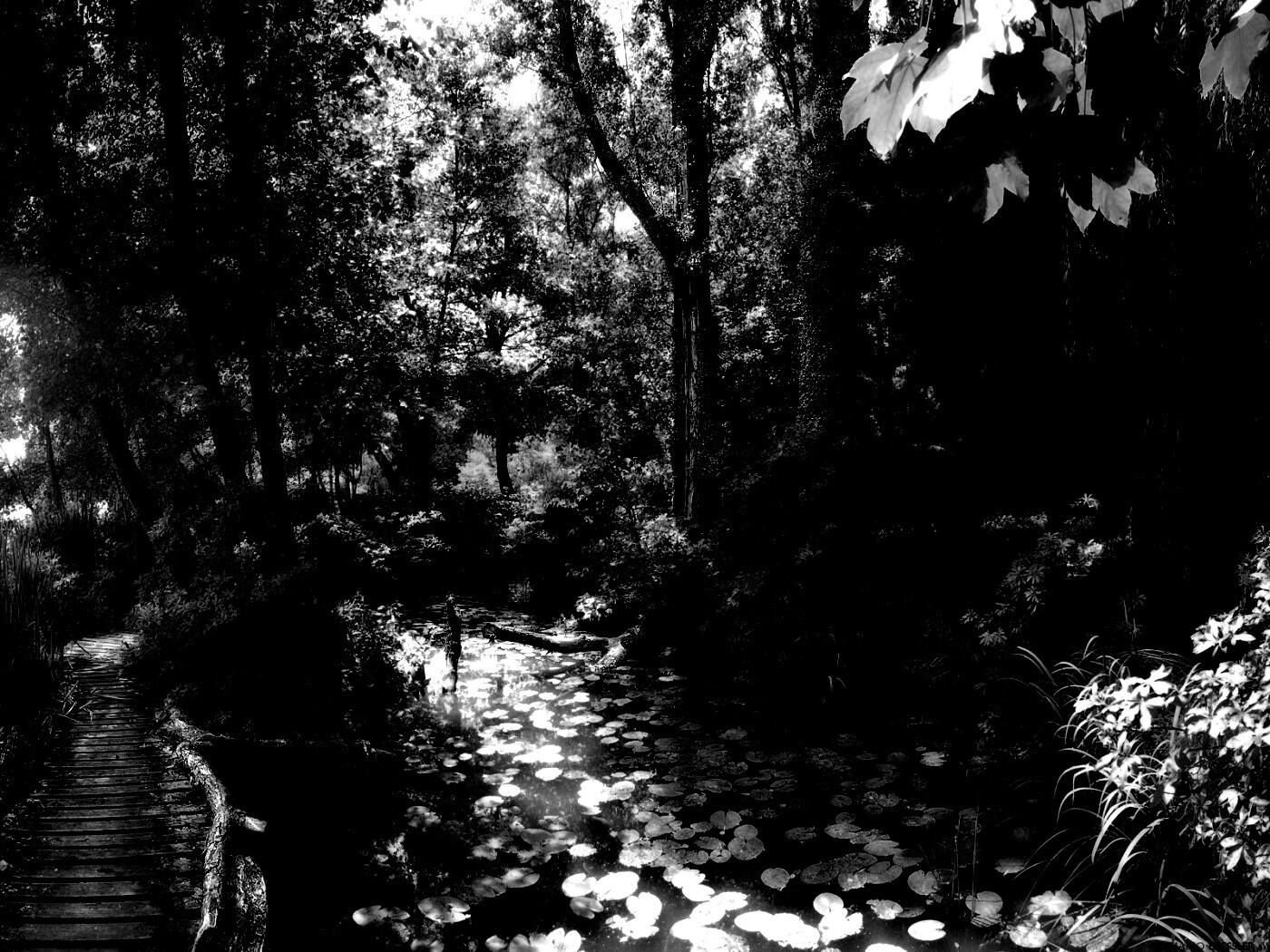 Пруд в лесу обои