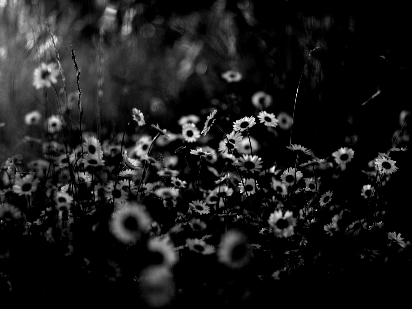 Поле ромашек обои