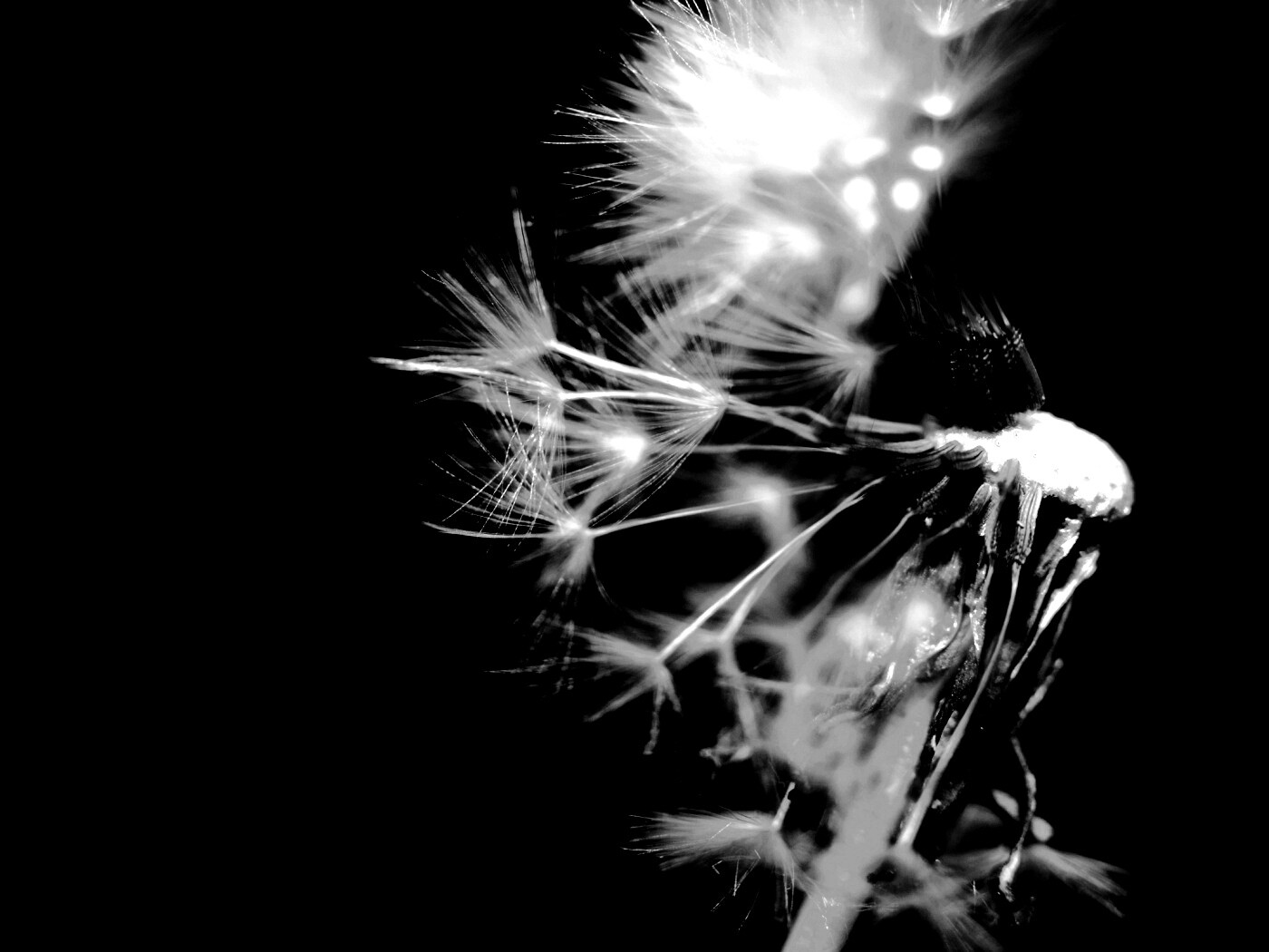 Сдутый одуванчик обои