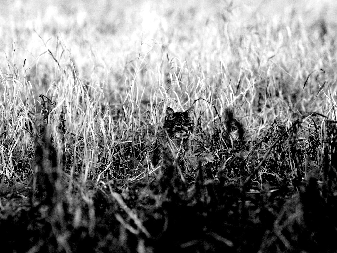 Спрятавшийся кот обои